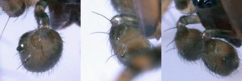 Réf. 308 725 : Lepthyphantes sp.
